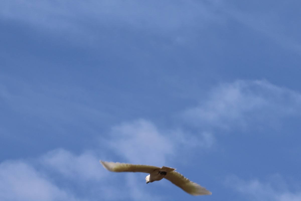 Little Corella - ML638887738