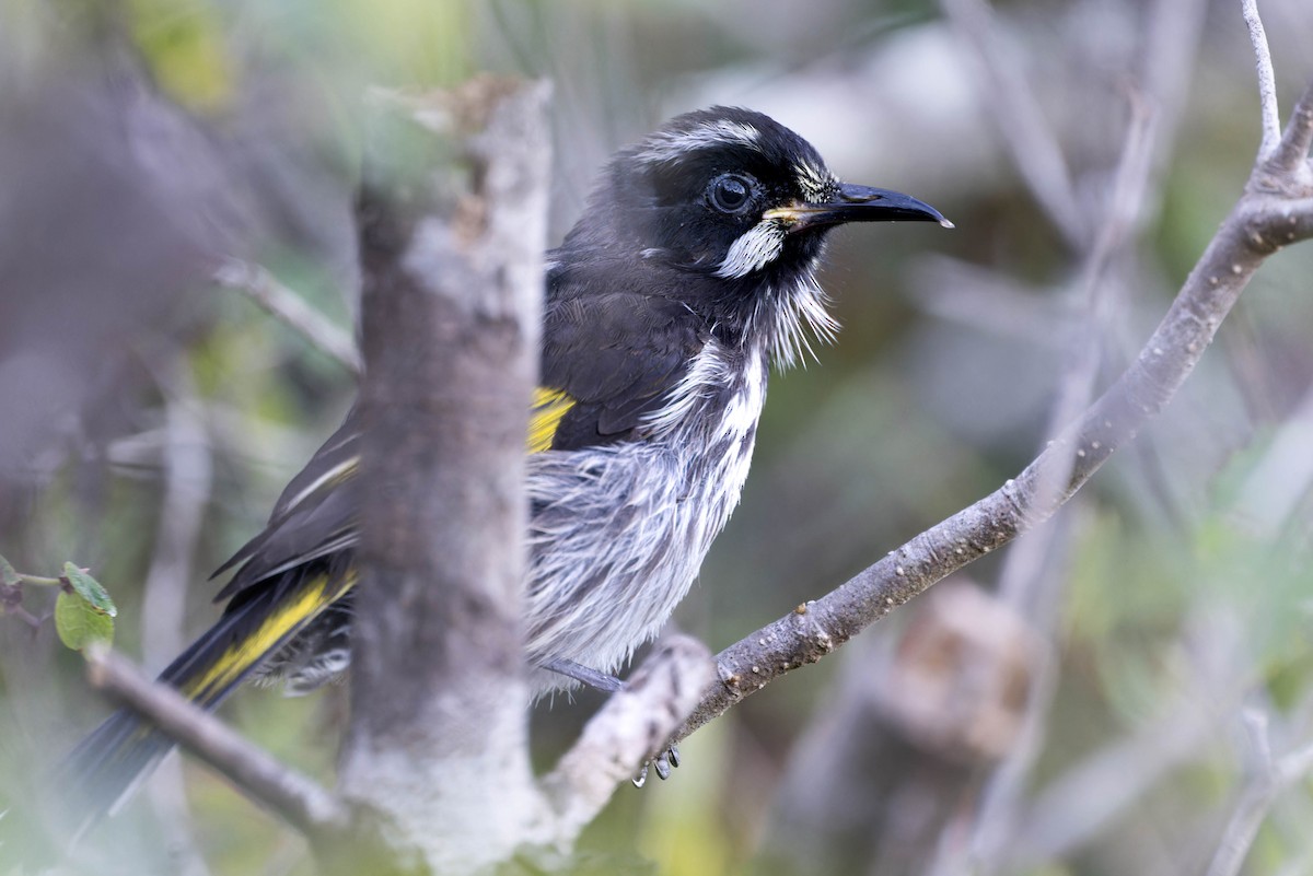 New Holland Honeyeater - ML638887759