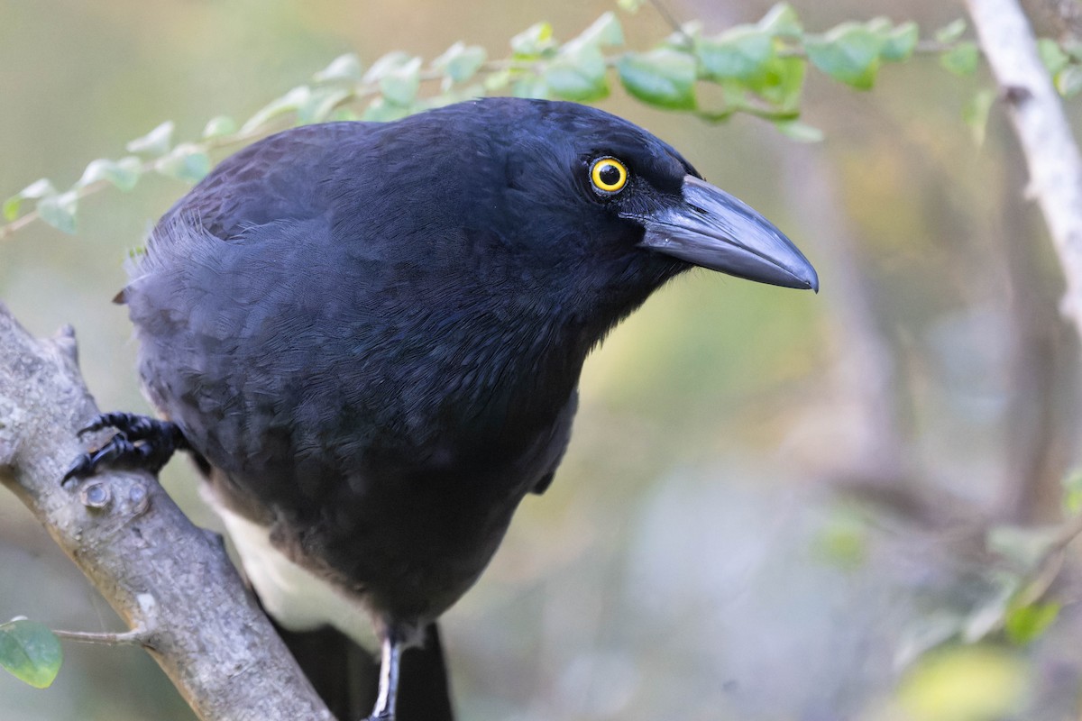 Pied Currawong - ML638887766
