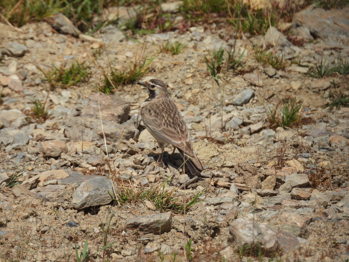 Horned Lark - ML638887783