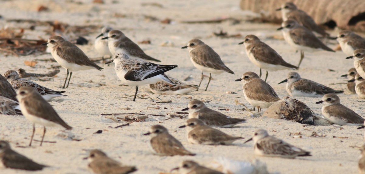 Tibetan Sand-Plover - ML638887793