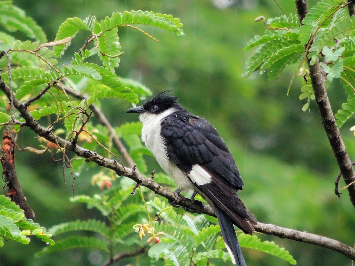Pied Cuckoo - ML638887827