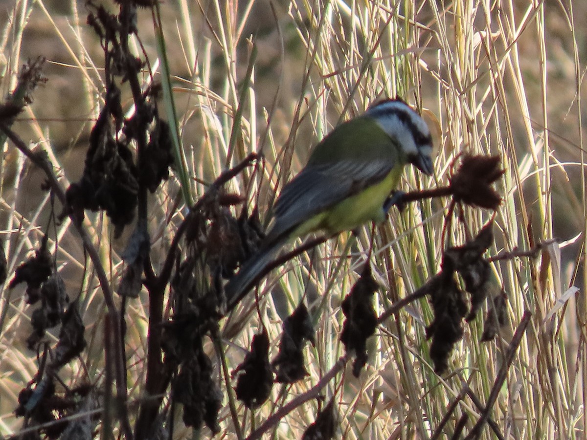 Eastern Shrike-tit - ML638887832