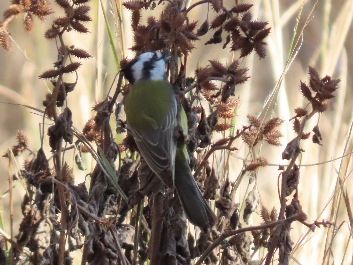 Eastern Shrike-tit - ML638887833