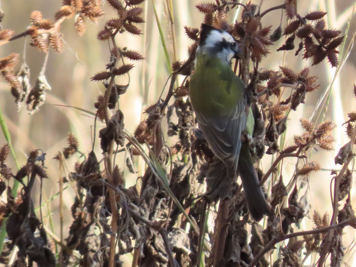 Eastern Shrike-tit - ML638887834