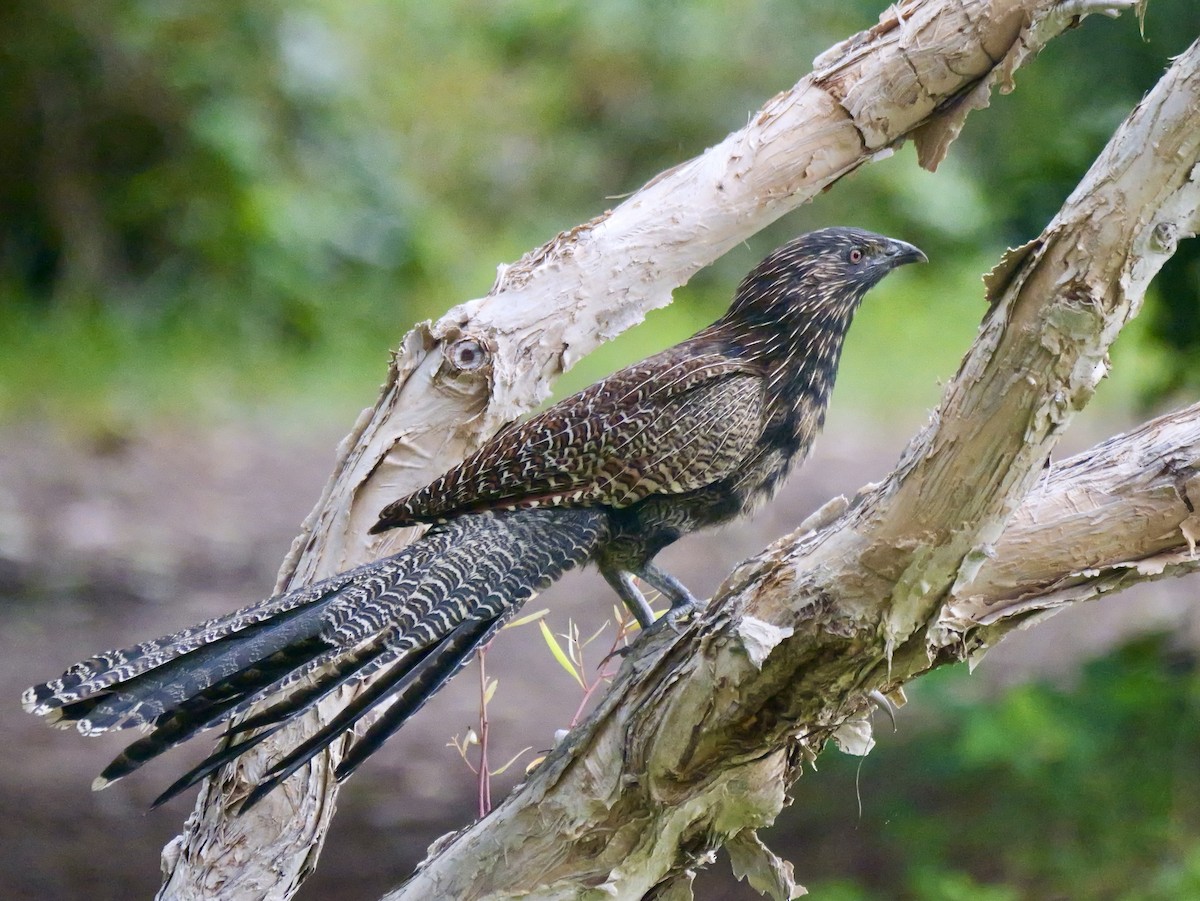 Pheasant Coucal - ML638887870
