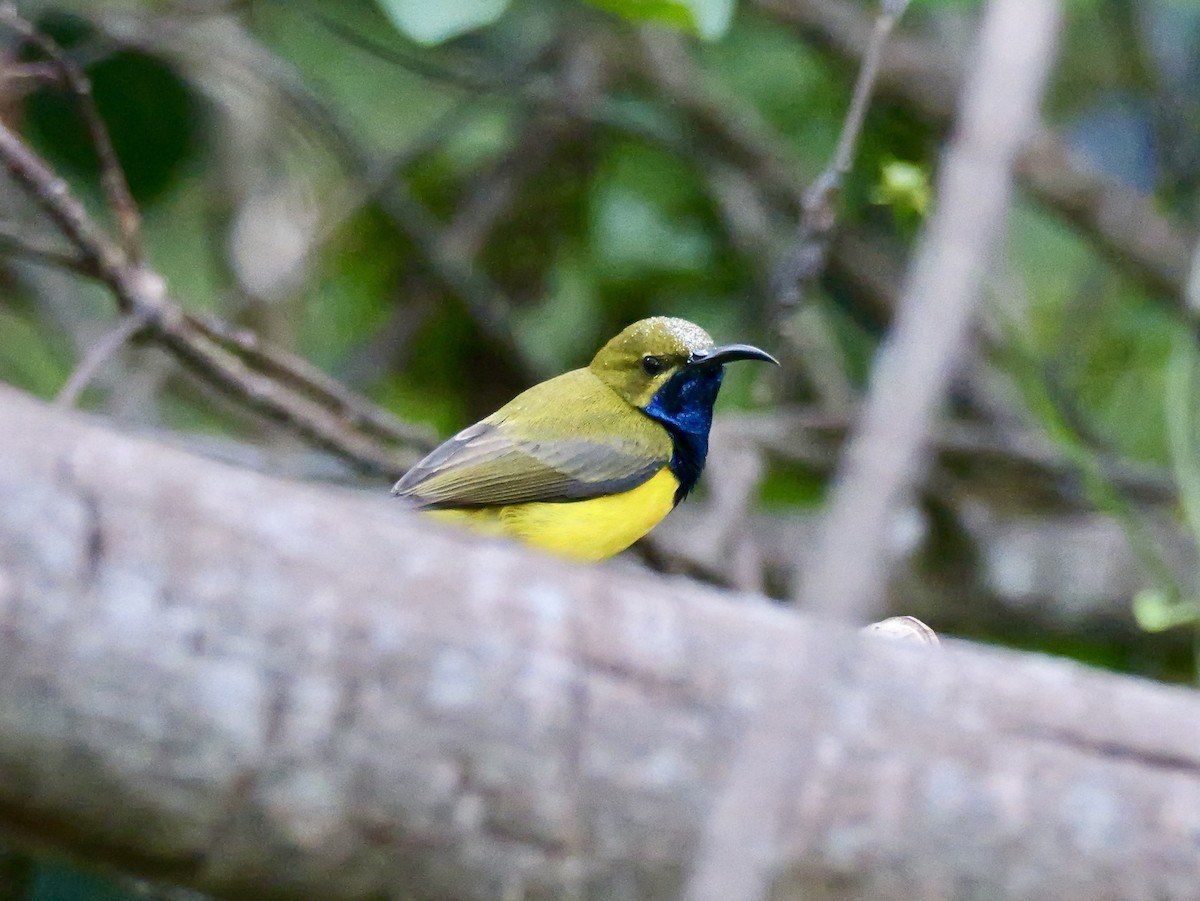 Sahul Sunbird - ML638887879
