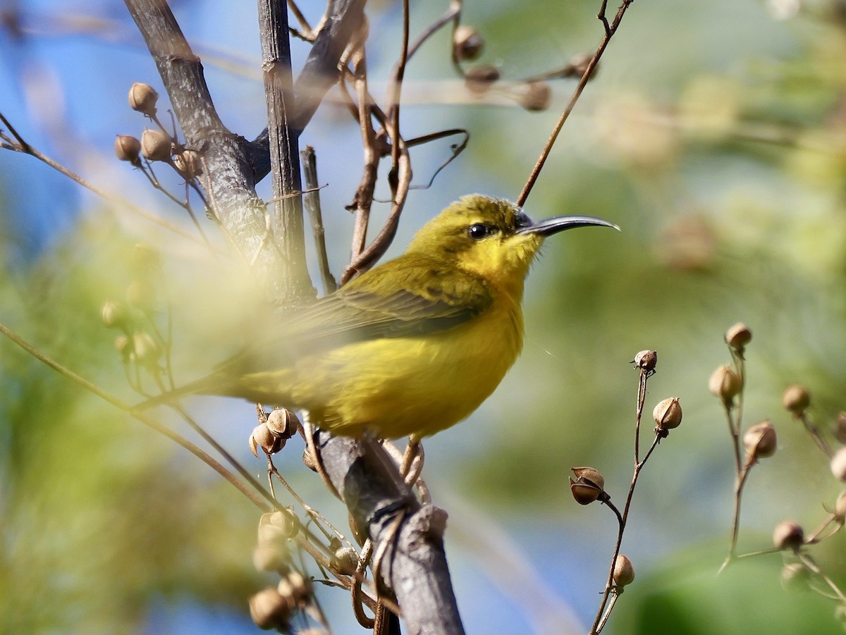 Sahul Sunbird - ML638887880