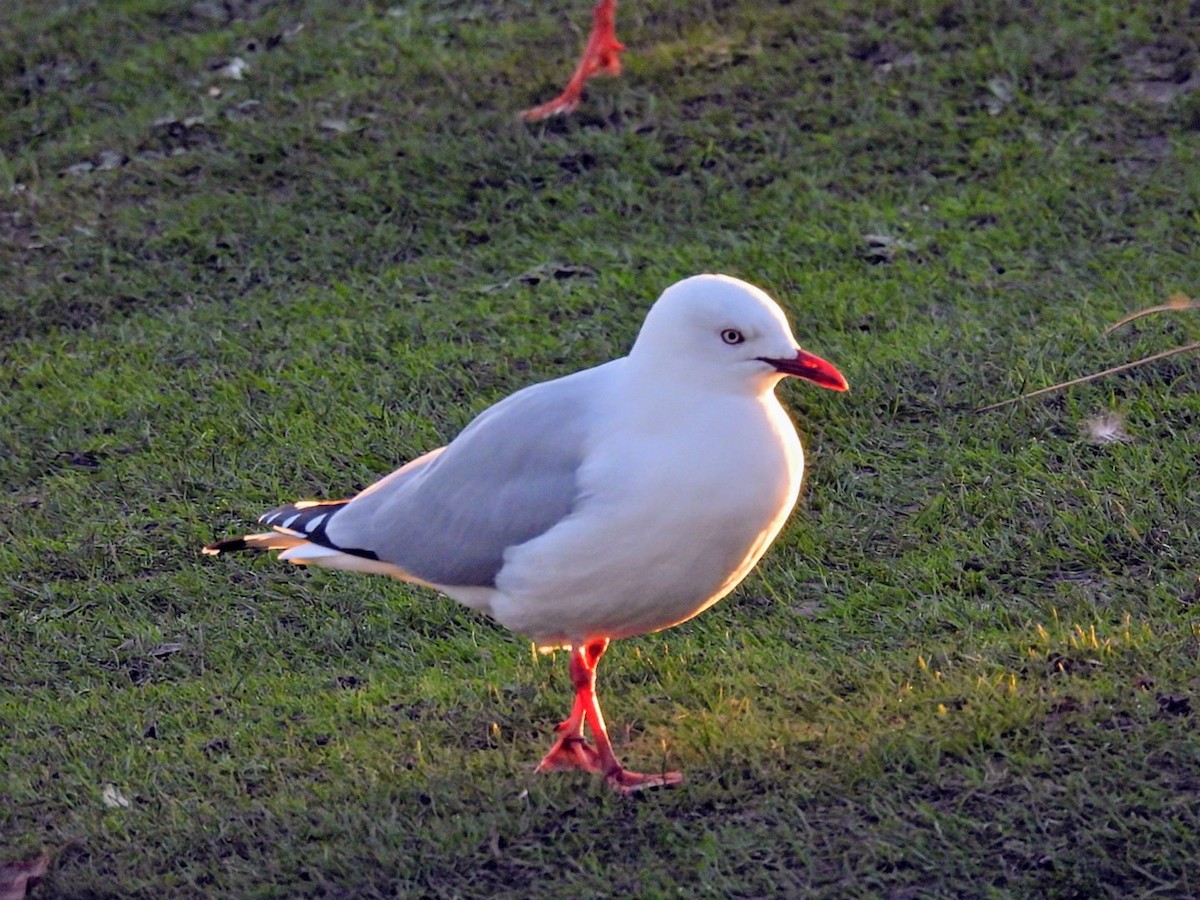 racek australský - ML638888063