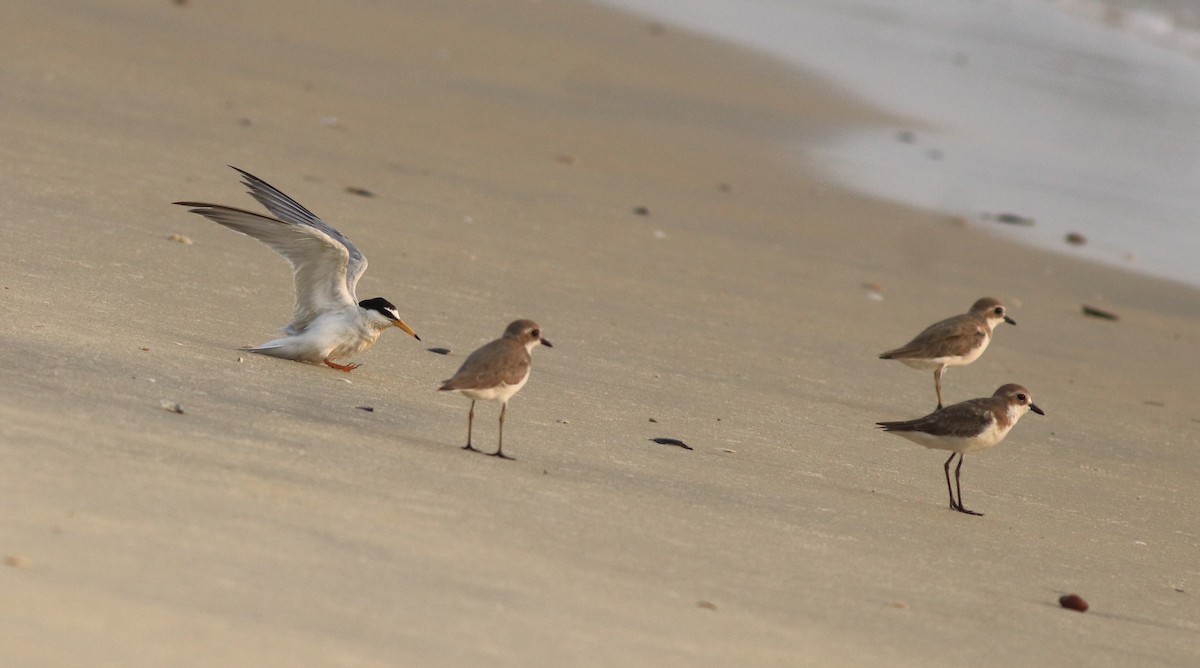 Tibetan Sand-Plover - ML638888108
