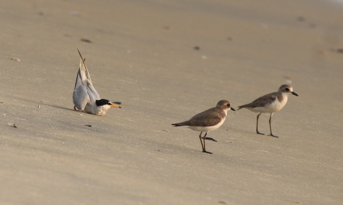 Tibetan Sand-Plover - ML638888110