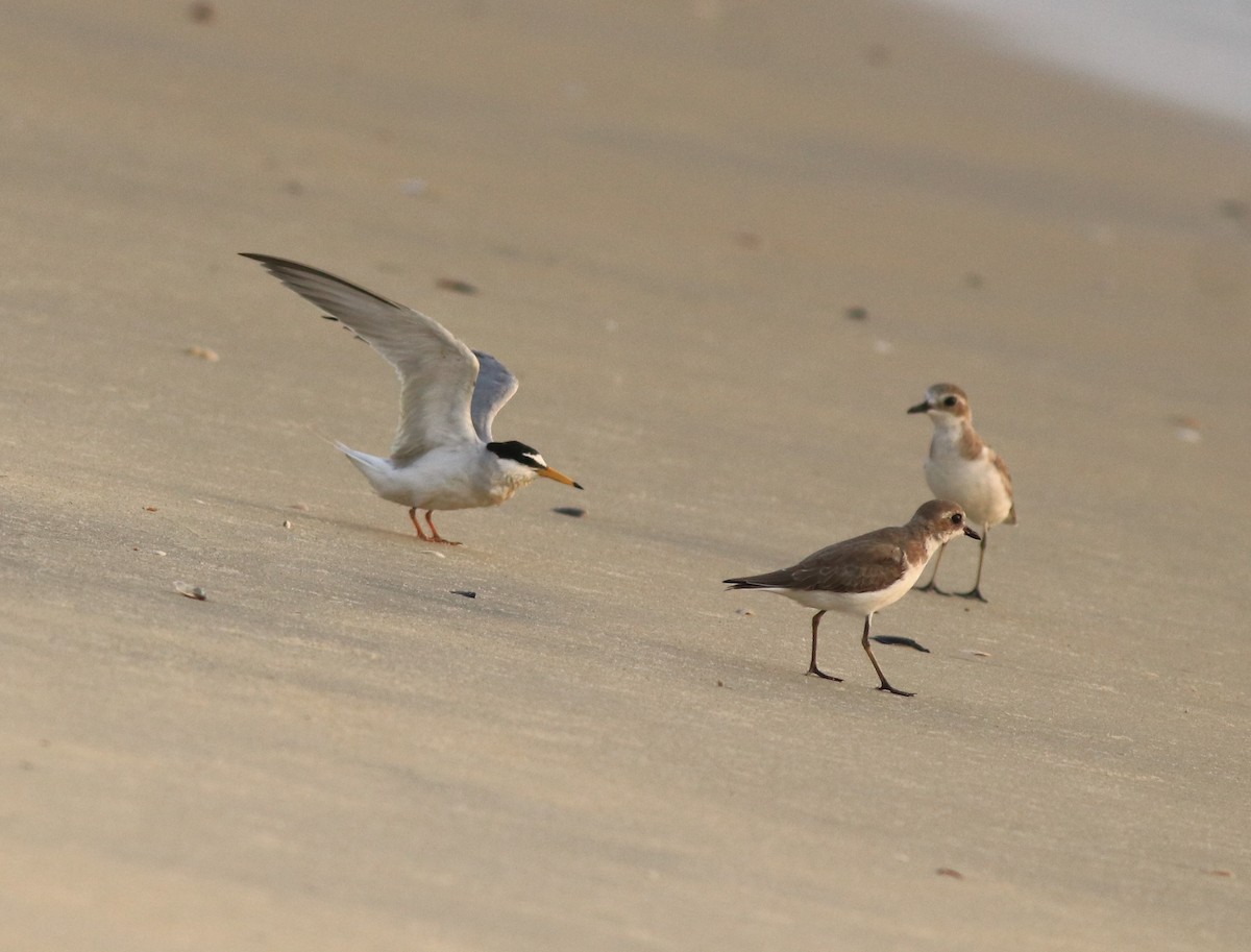 Tibetan Sand-Plover - ML638888111