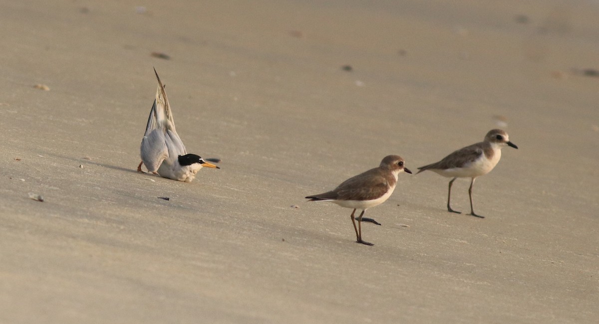 Tibetan Sand-Plover - ML638888112