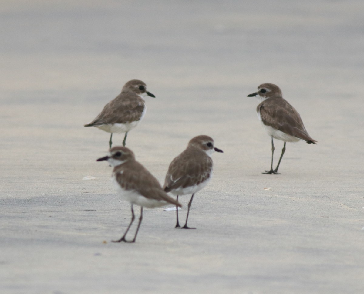 Tibetan Sand-Plover - ML638888167
