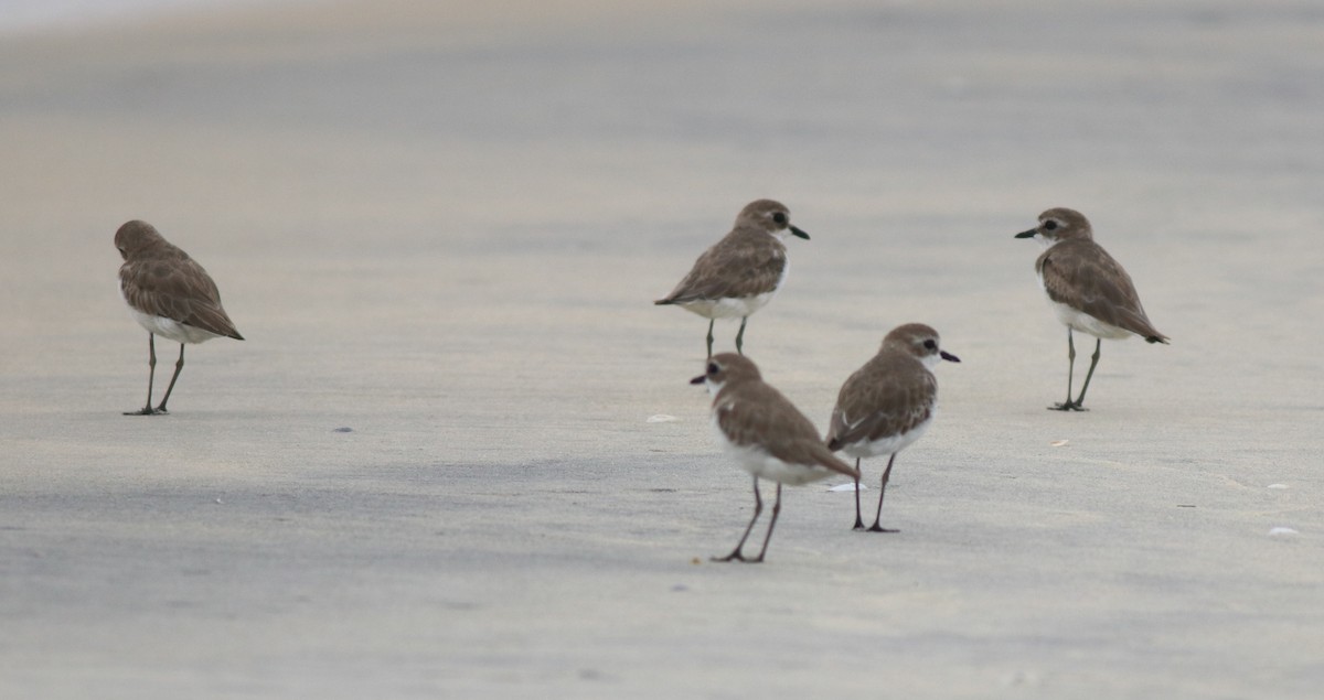 Tibetan Sand-Plover - ML638888168
