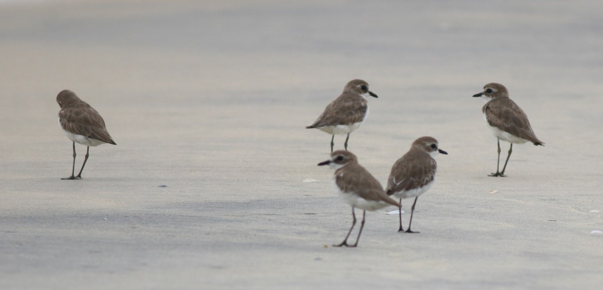 Tibetan Sand-Plover - ML638888169