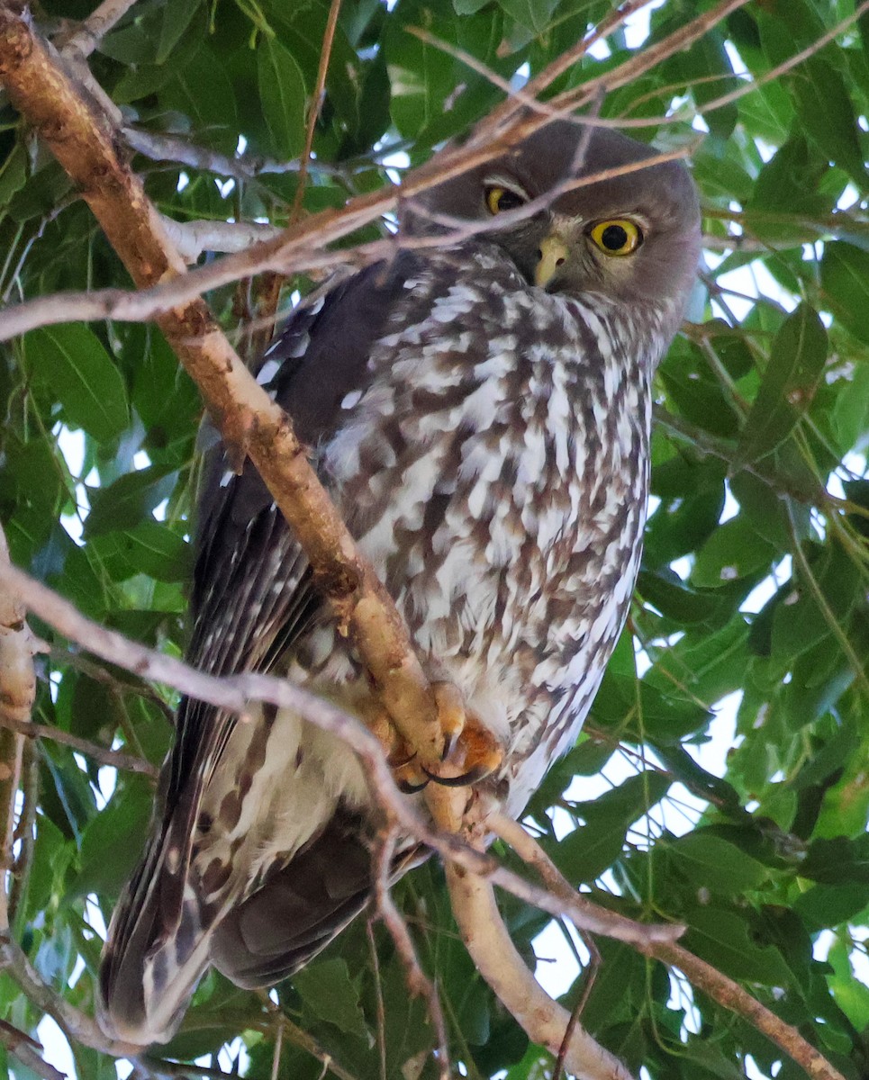 Barking Owl - ML638888179
