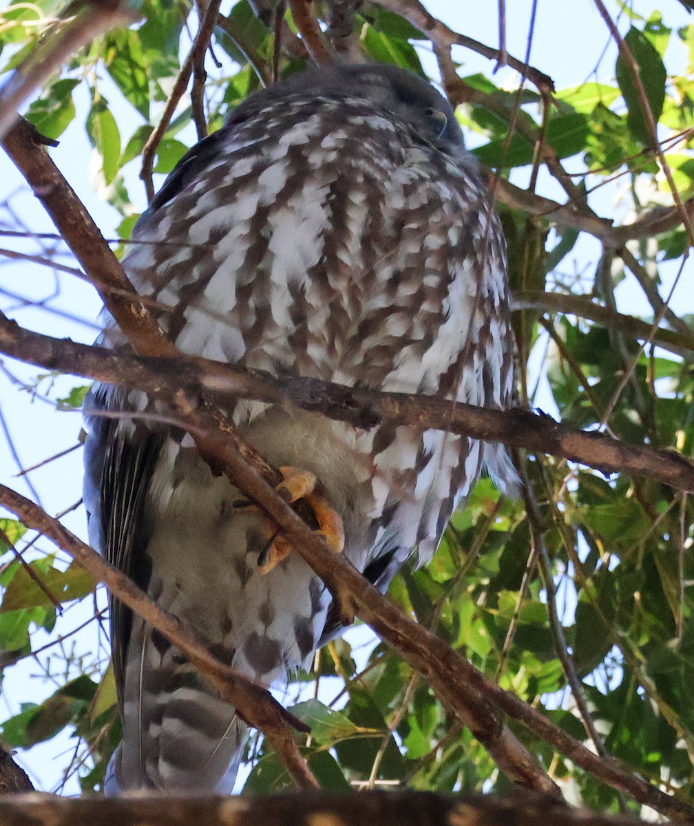 Barking Owl - ML638888191
