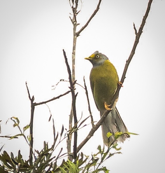 Gray-headed Bulbul - ML638888223
