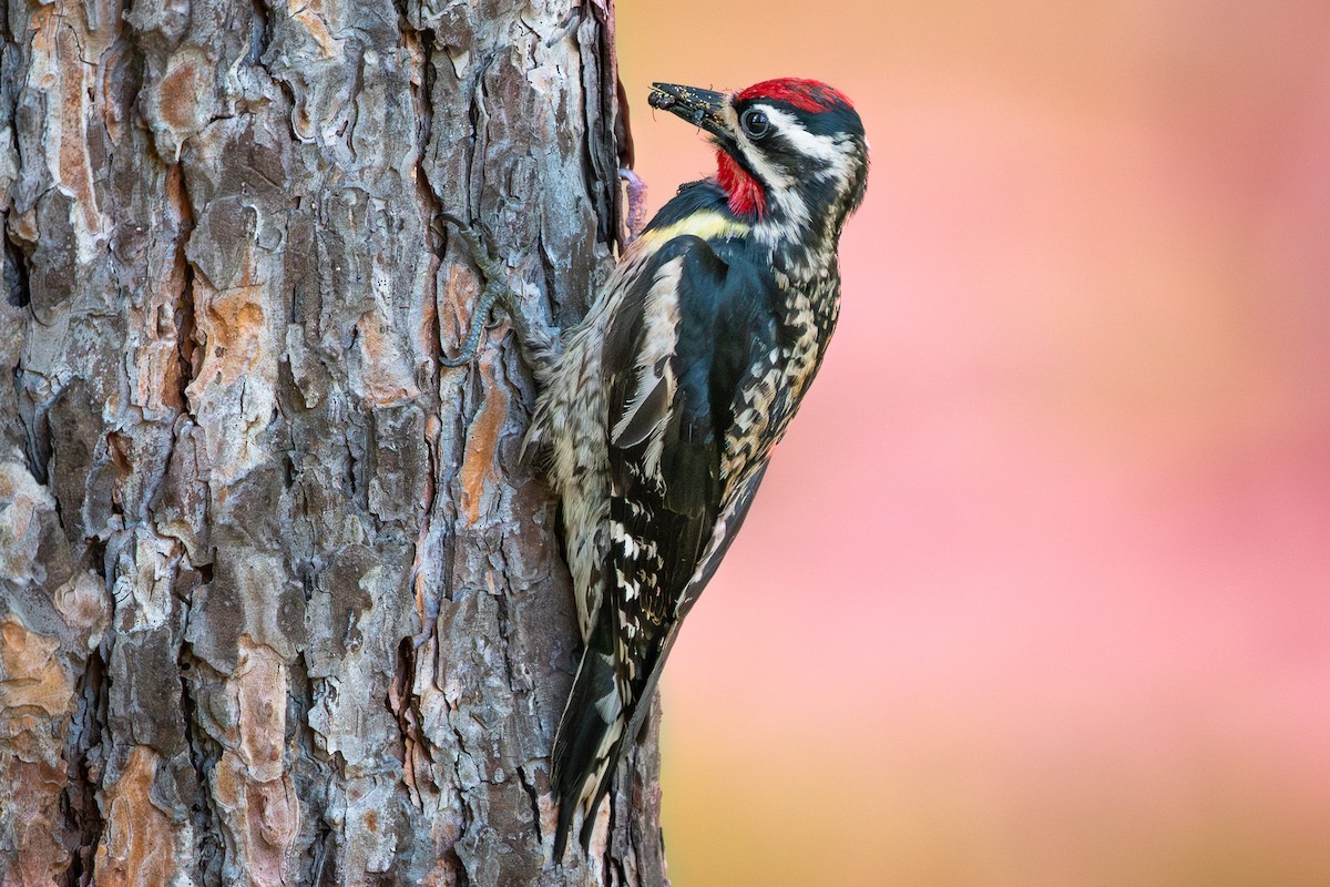 Yellow-bellied Sapsucker - ML638888395