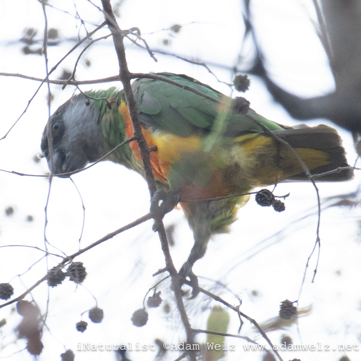 Senegal Parrot - ML638888440