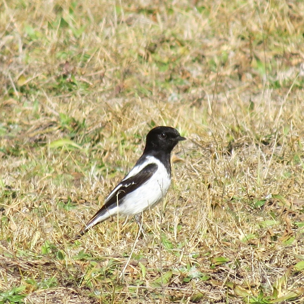 Hooded Robin - ML638888474