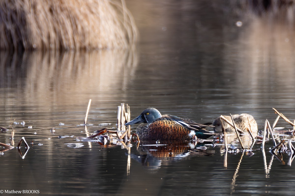 Australasian Shoveler - ML638888540