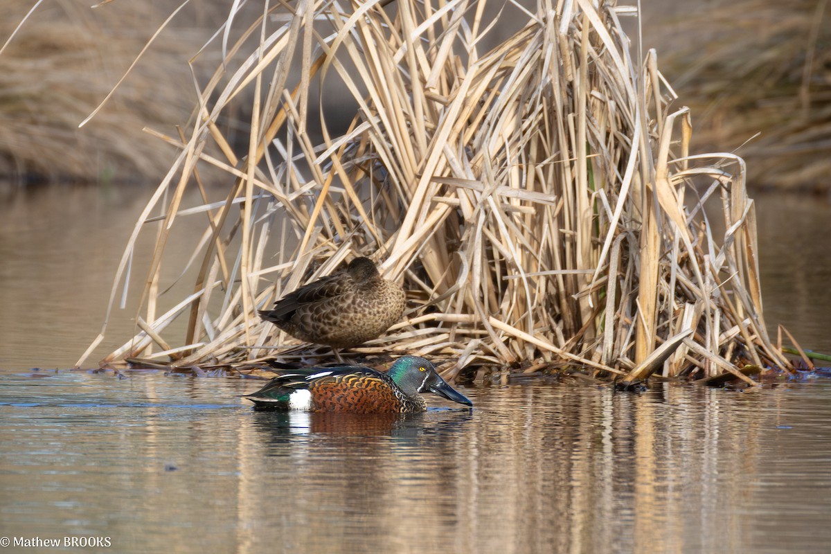 Australasian Shoveler - ML638888541