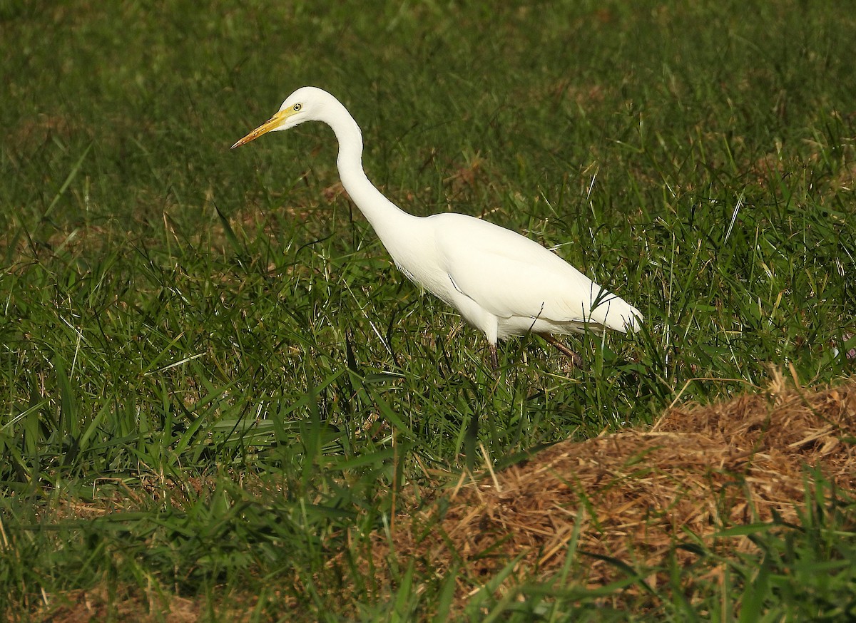 Plumed Egret - ML638888545