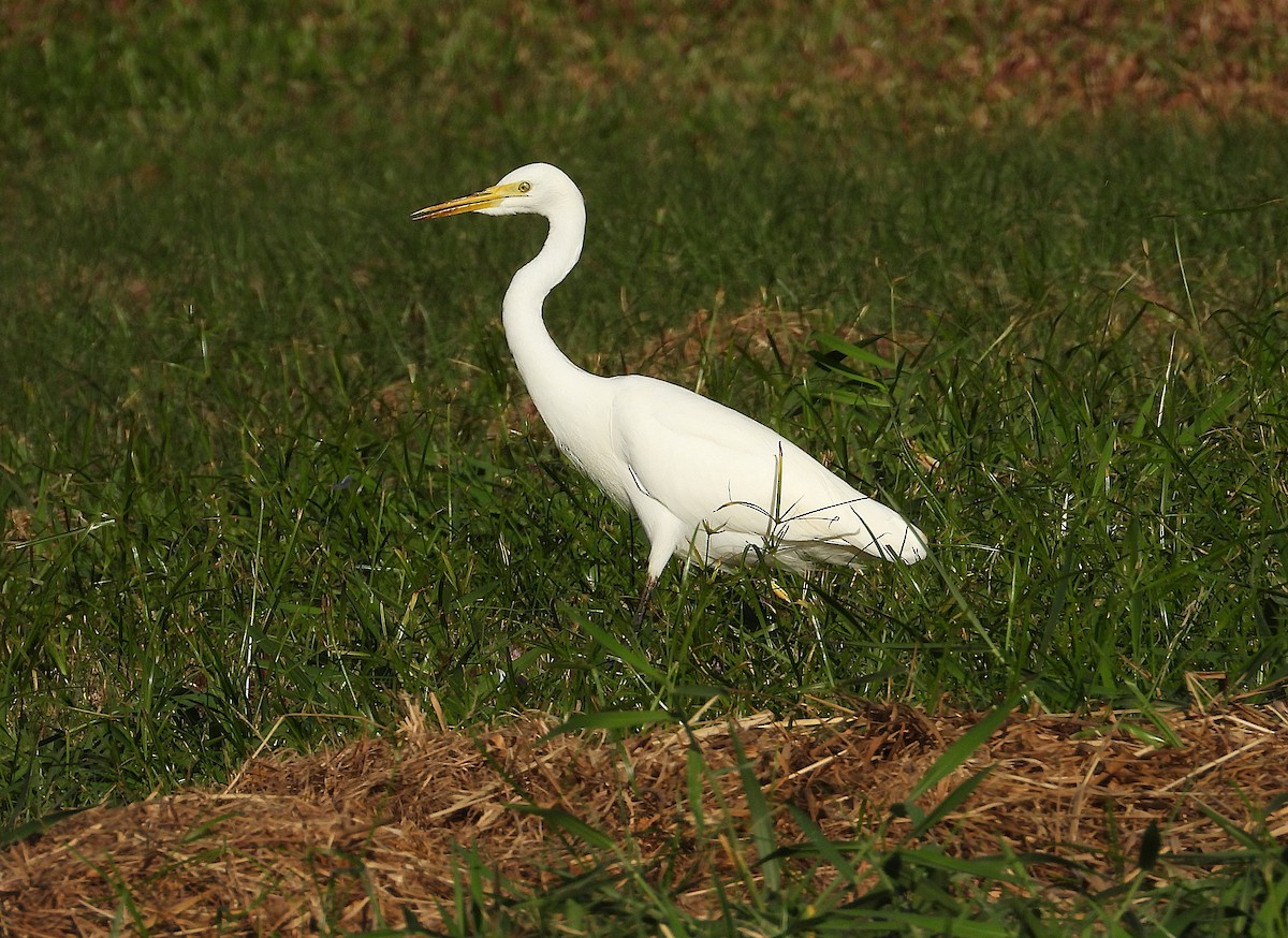 Plumed Egret - ML638888546
