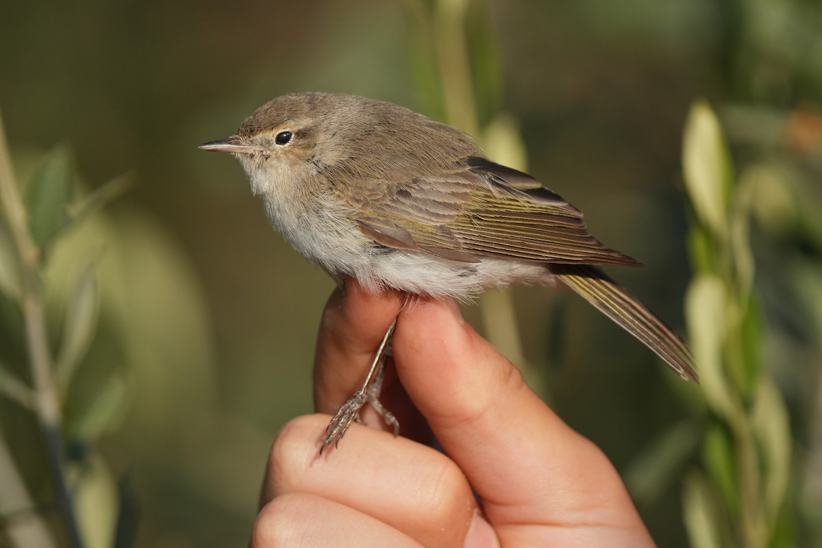 Eastern Bonelli's Warbler - ML638888670