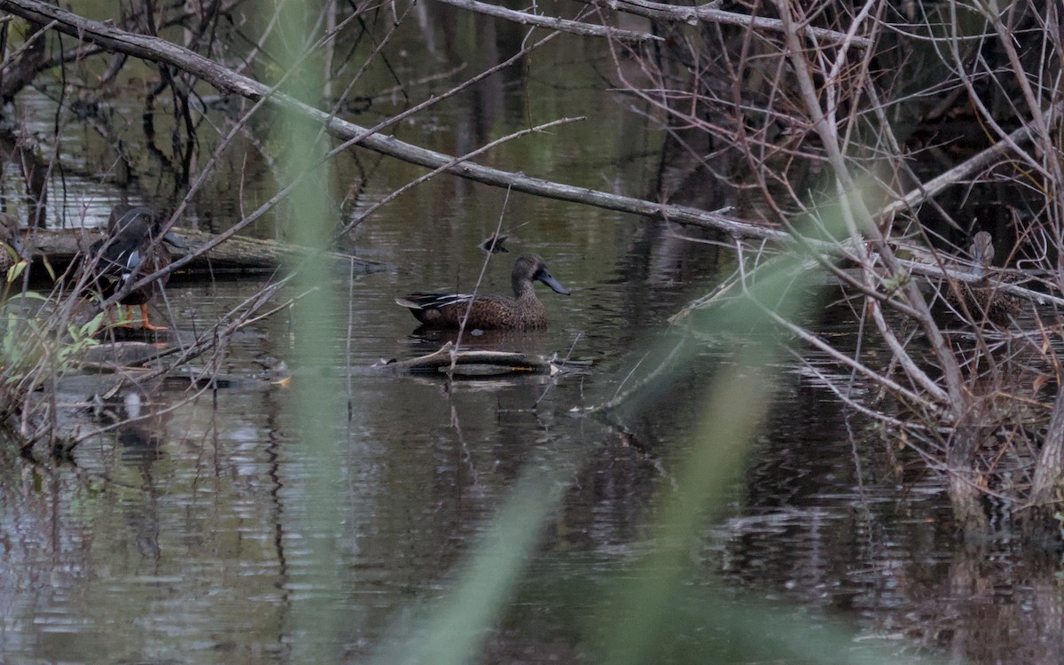 Australasian Shoveler - ML638888672