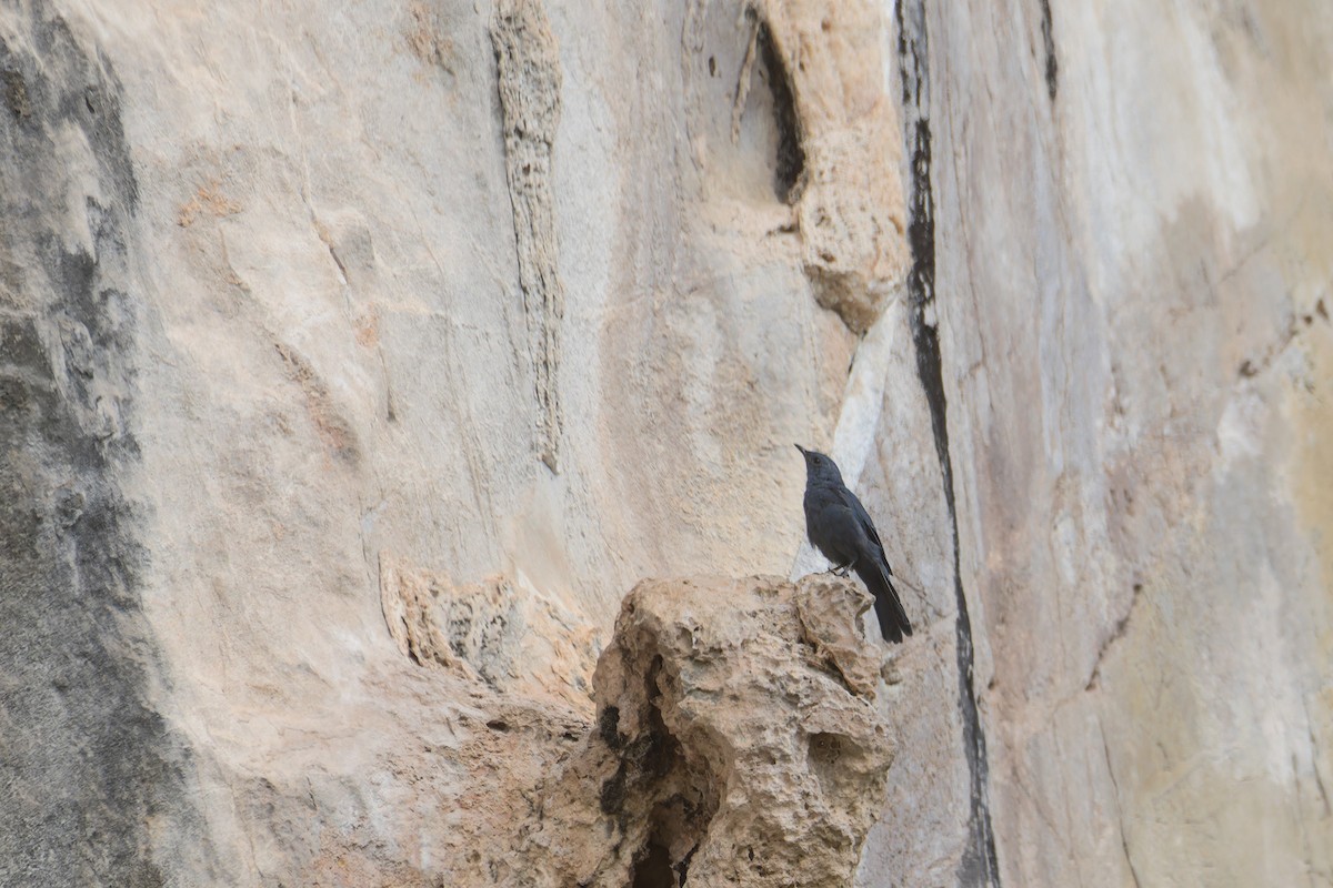Blue Rock-Thrush (madoci) - ML638888677