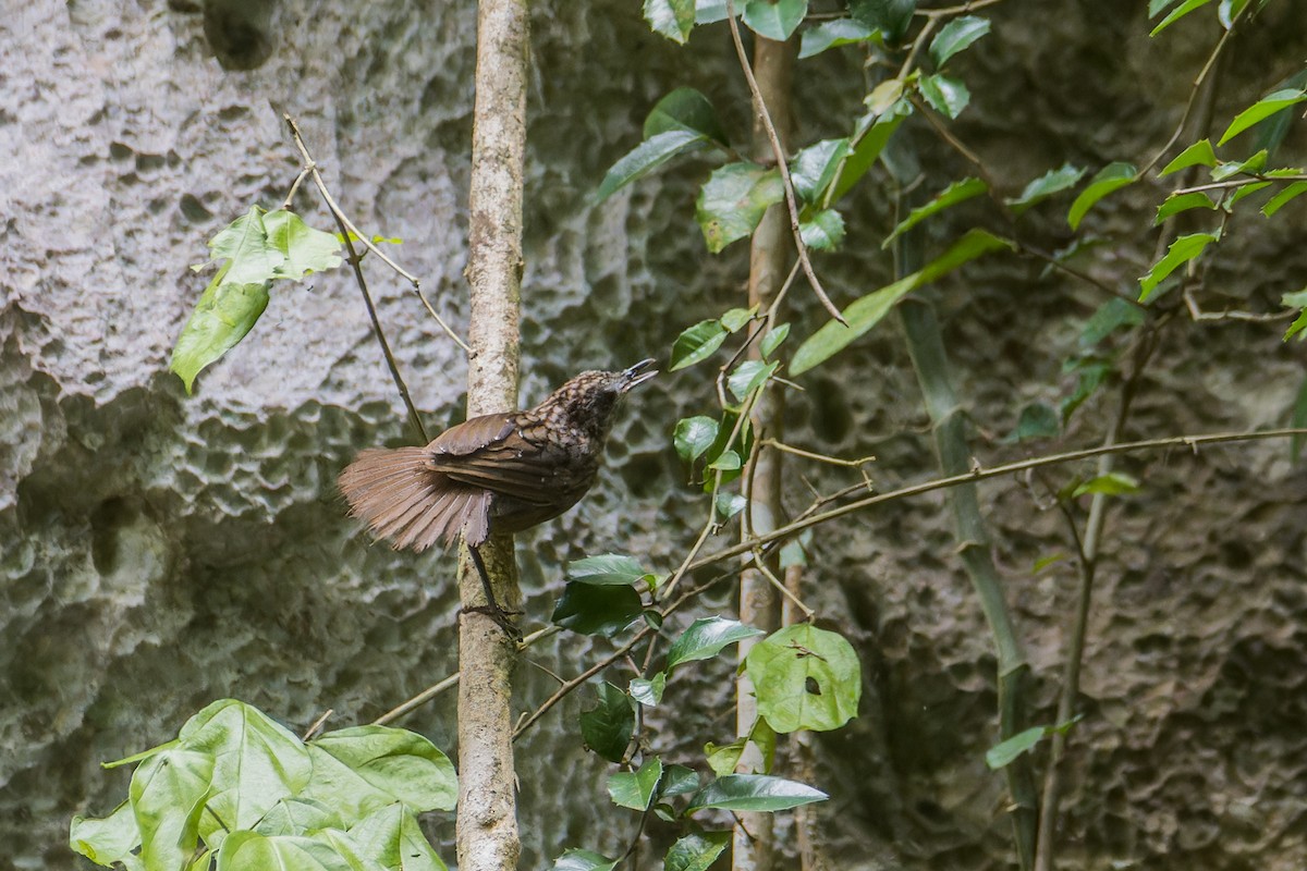 Streaked Wren-Babbler - ML638888682