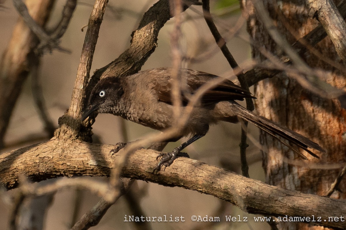 Blackcap Babbler - ML638888688
