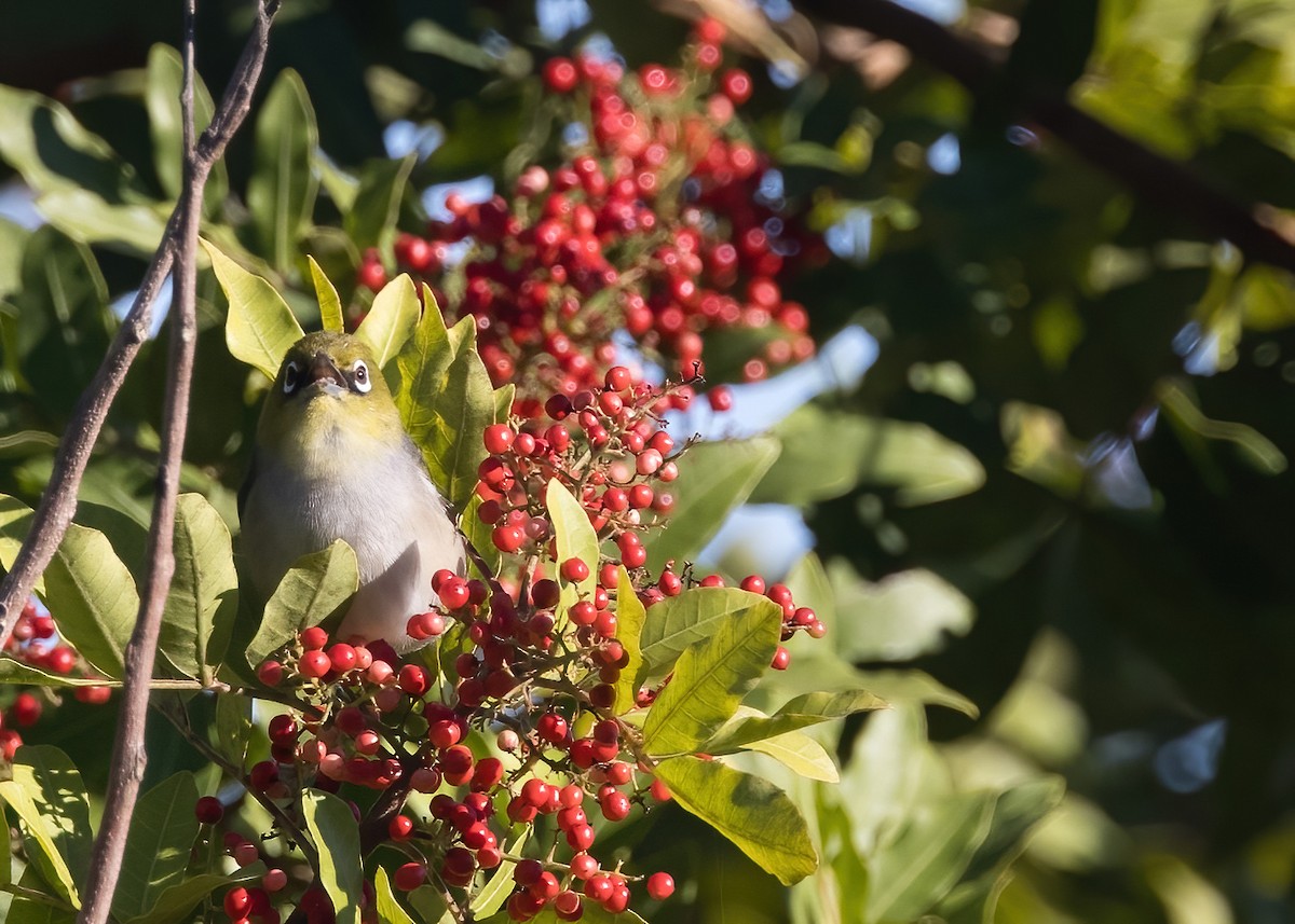 Silvereye - ML638888715