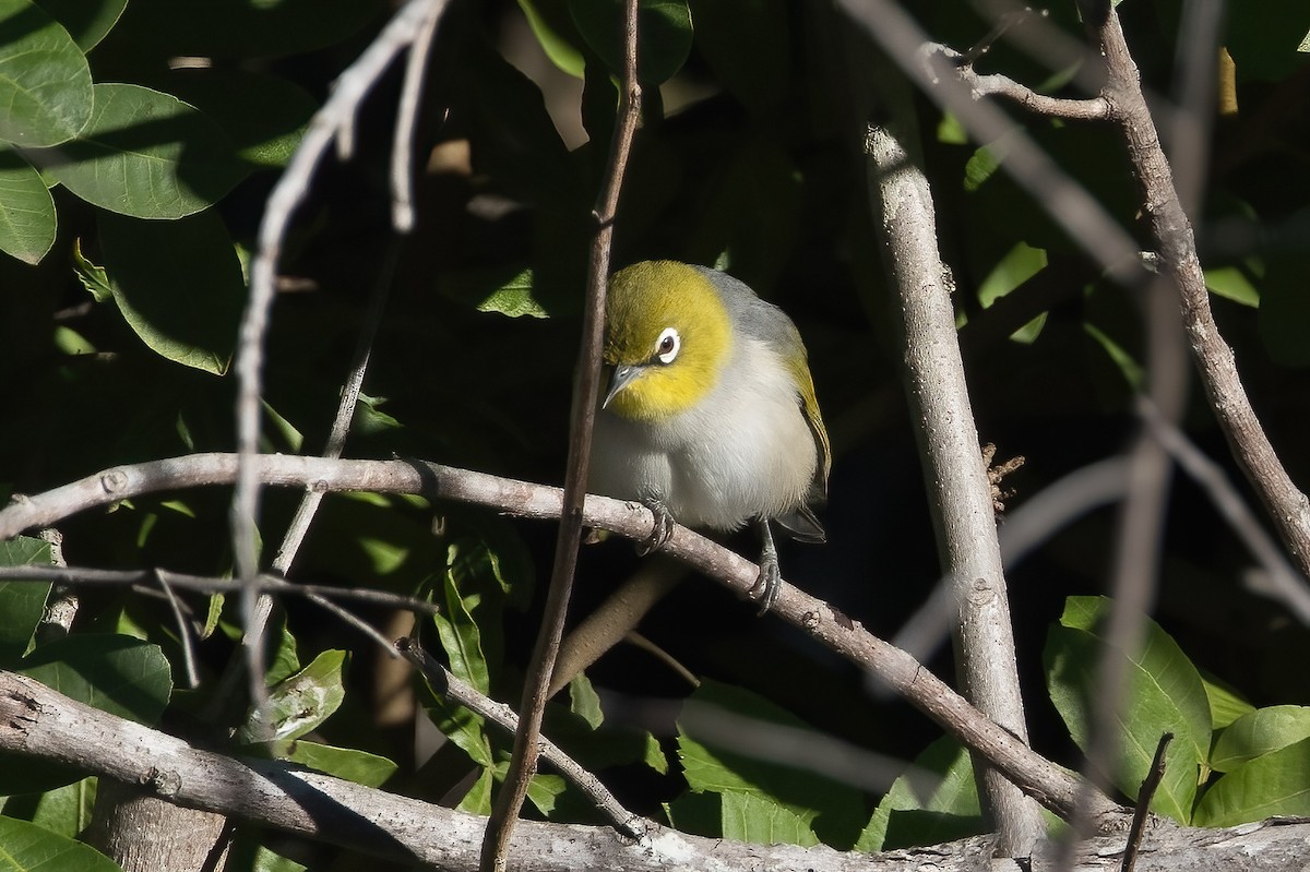 Silvereye - ML638888716