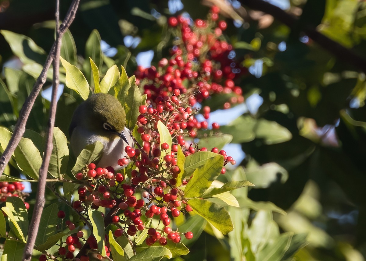 Silvereye - ML638888718