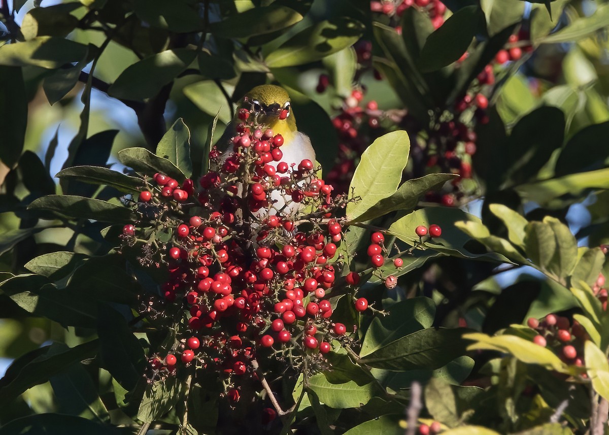 Silvereye - ML638888719