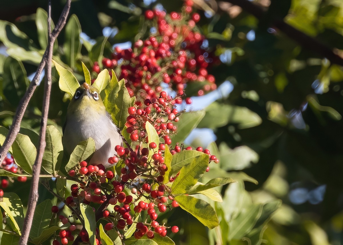 Silvereye - ML638888720