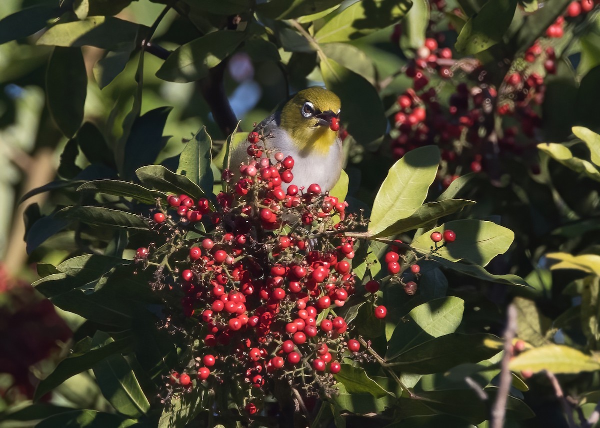 Silvereye - ML638888724