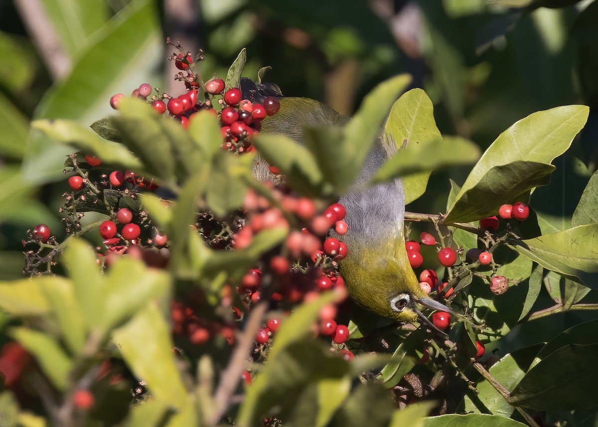 Silvereye - ML638888727