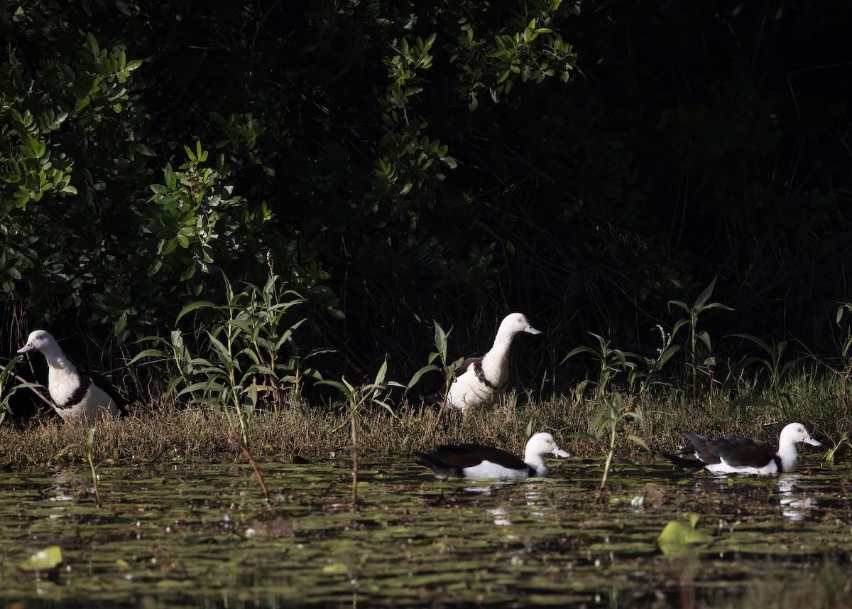Radjah Shelduck - ML638888740