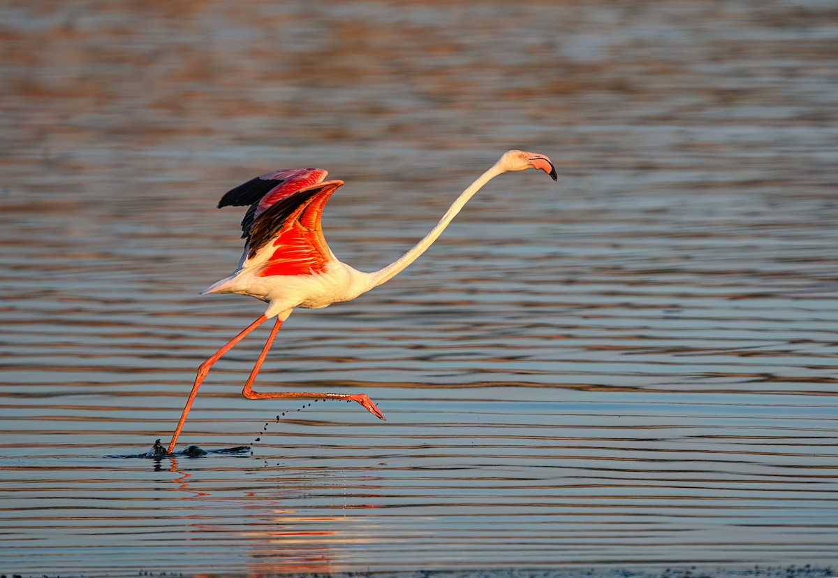 Greater Flamingo - ML638888748