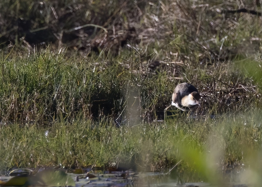 Comb-crested Jacana - ML638888756