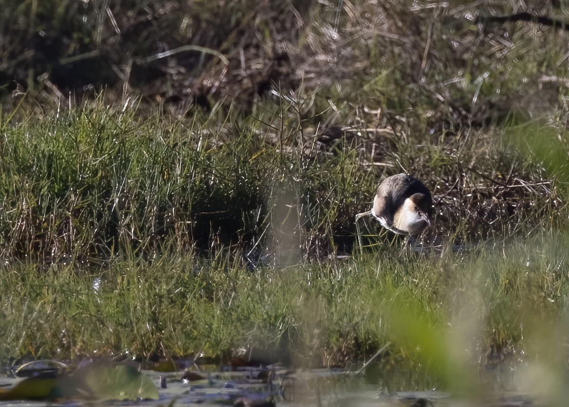 Comb-crested Jacana - ML638888757