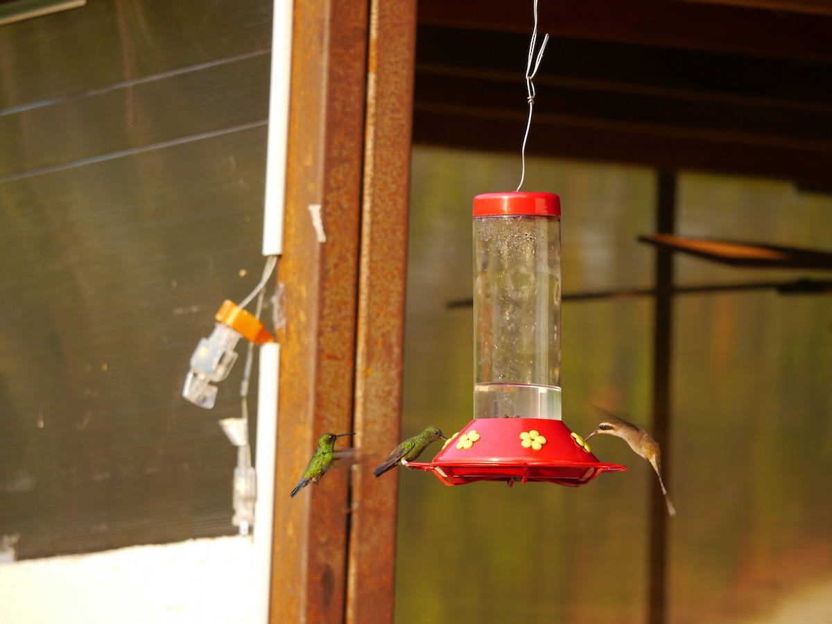 Long-billed Hermit - ML638888779