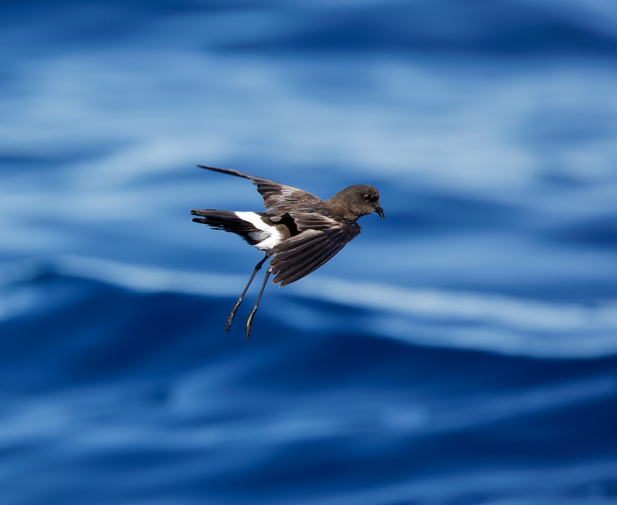 Wilson's Storm-Petrel - ML638888818