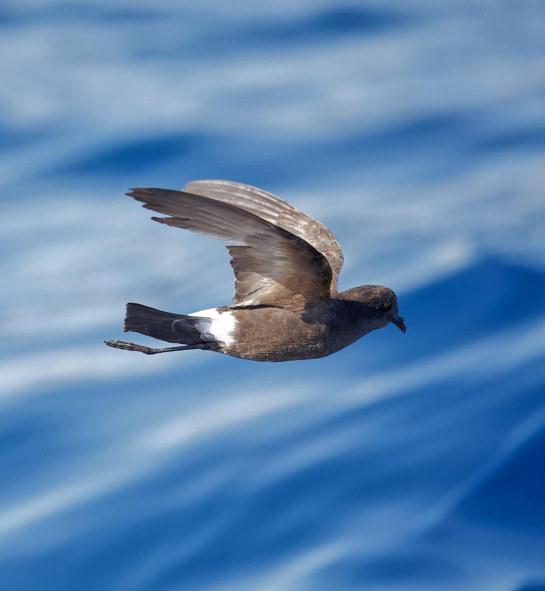 Wilson's Storm-Petrel - ML638888819