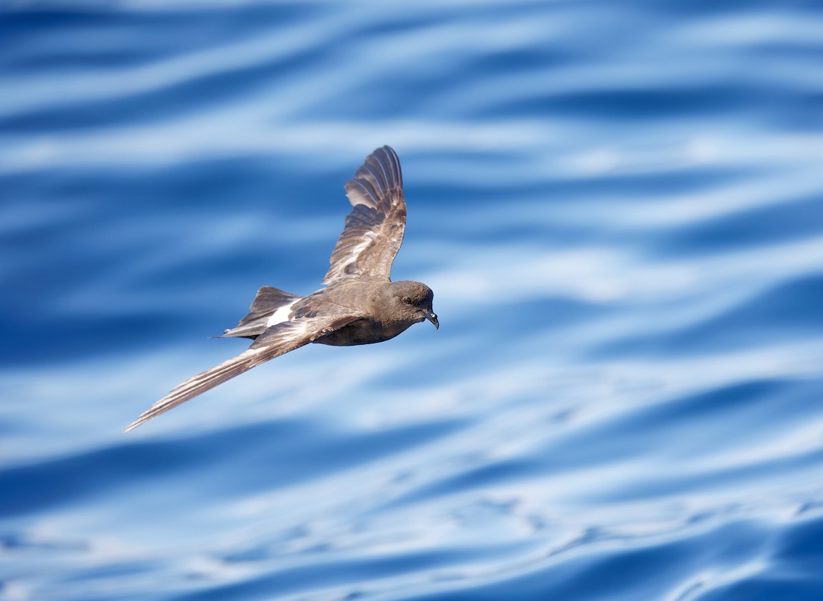 Wilson's Storm-Petrel - ML638888820